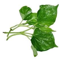 Lá lốt ヒハツ